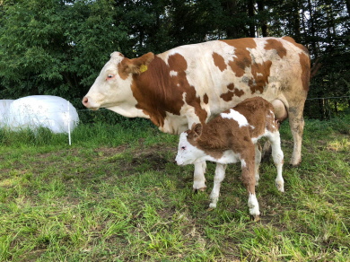Kuh Ellen mit ihrem Neugeborenen auf der Weide.